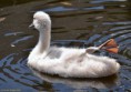 /album/fotogalerij/zwanen240614-025-jpg/